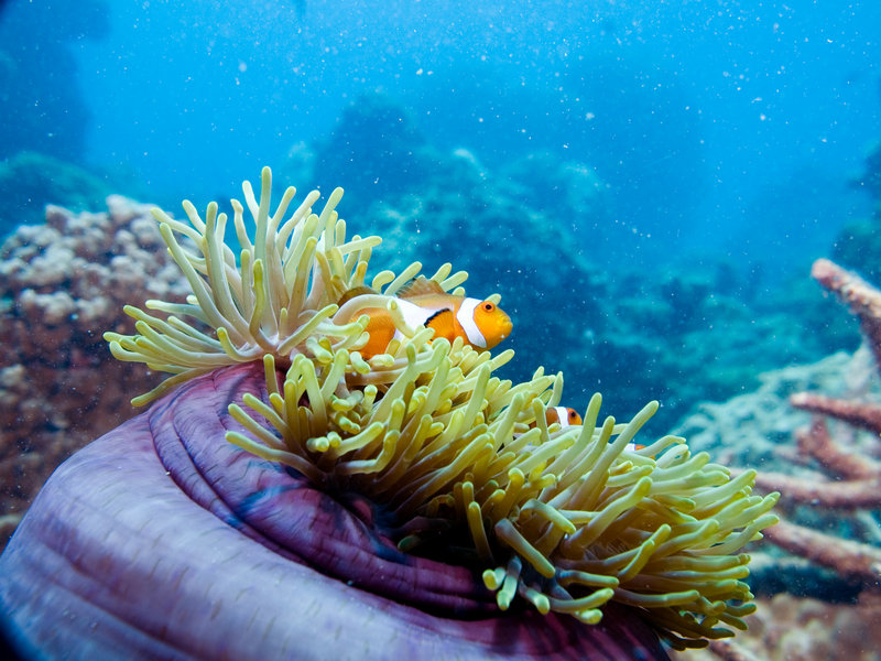 Clown Fish